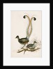 The Lyre Bird by Unknown