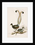 The Lyre Bird by Unknown
