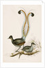 The Lyre Bird by Unknown