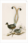 The Lyre Bird by Unknown
