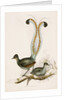 The Lyre Bird by Unknown