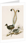 The Lyre Bird by Unknown
