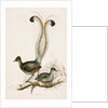 The Lyre Bird by Unknown