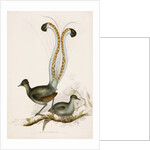 The Lyre Bird by Unknown