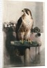 The Hawk by Landseer