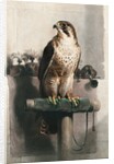 The Hawk by Landseer