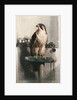 The Hawk by Landseer