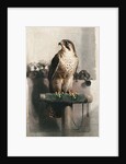 The Hawk by Landseer