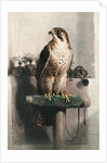 The Hawk by Landseer