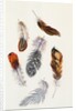 Feathers by Claude Aubriet