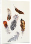 Feathers by Claude Aubriet