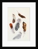 Feathers by Claude Aubriet
