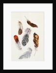 Feathers by Claude Aubriet