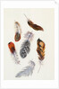Feathers by Claude Aubriet