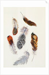 Feathers by Claude Aubriet