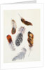 Feathers by Claude Aubriet