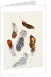 Feathers by Claude Aubriet