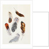 Feathers by Claude Aubriet