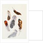 Feathers by Claude Aubriet