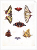 A Variety of Butterflies and Moths by Claude Aubriet
