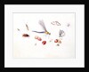 Dragonfly, Magpie Moth, Other insects and Wild strawberries by Claude Aubriet