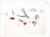Dragonfly, Magpie Moth, Other insects and Wild strawberries by Claude Aubriet