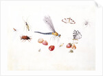 Dragonfly, Magpie Moth, Other insects and Wild strawberries by Claude Aubriet