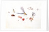 Dragonfly, Magpie Moth, Other insects and Wild strawberries by Claude Aubriet