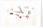 Dragonfly, Magpie Moth, Other insects and Wild strawberries by Claude Aubriet