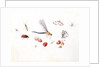 Dragonfly, Magpie Moth, Other insects and Wild strawberries by Claude Aubriet