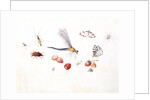 Dragonfly, Magpie Moth, Other insects and Wild strawberries by Claude Aubriet