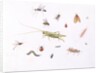 Grasshopper, Caterpillar and Other Insects by Claude Aubriet