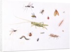 Grasshopper, Caterpillar and Other Insects by Claude Aubriet