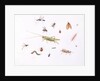 Grasshopper, Caterpillar and Other Insects by Claude Aubriet