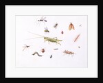 Grasshopper, Caterpillar and Other Insects by Claude Aubriet