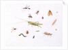 Grasshopper, Caterpillar and Other Insects by Claude Aubriet
