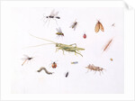 Grasshopper, Caterpillar and Other Insects by Claude Aubriet