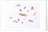 Grasshopper, Caterpillar and Other Insects by Claude Aubriet