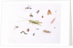 Grasshopper, Caterpillar and Other Insects by Claude Aubriet