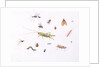 Grasshopper, Caterpillar and Other Insects by Claude Aubriet