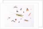Grasshopper, Caterpillar and Other Insects by Claude Aubriet