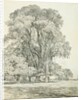 Elm Trees in Old Hall Park by John Constable
