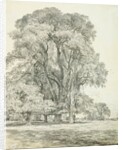 Elm Trees in Old Hall Park by John Constable