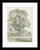 Elm Trees in Old Hall Park by John Constable