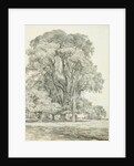 Elm Trees in Old Hall Park by John Constable