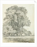 Elm Trees in Old Hall Park by John Constable