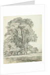 Elm Trees in Old Hall Park by John Constable