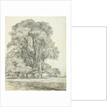 Elm Trees in Old Hall Park by John Constable