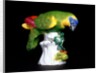 Parakeet by Johann Joachim Kändler