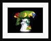 Parakeet by Johann Joachim Kändler